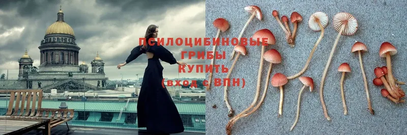 Псилоцибиновые грибы Cubensis  Верхняя Тура 